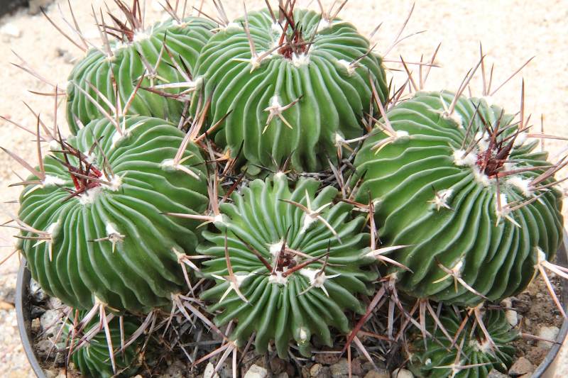 Kaktus Echinofossulocactus