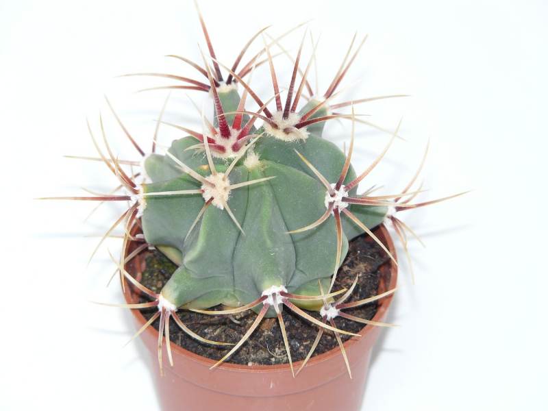 Kaktus Ferocactus
