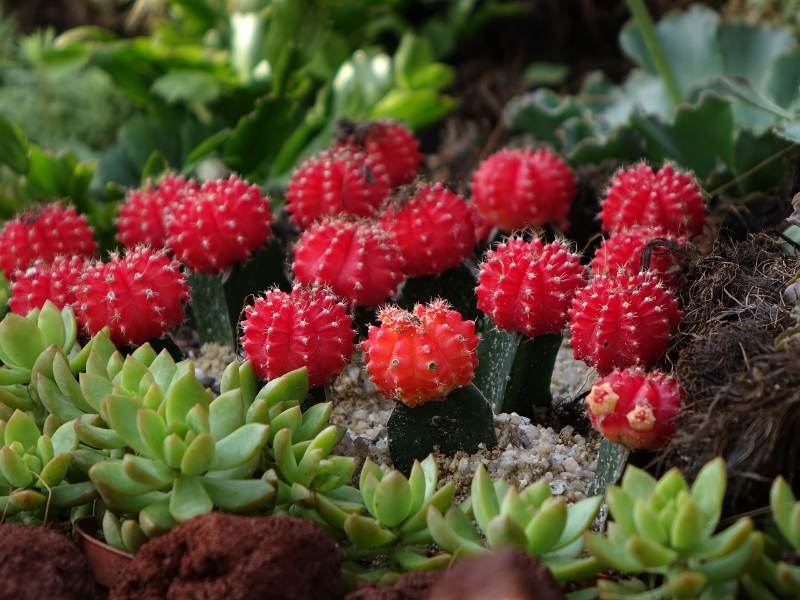 Kaktus Gymnocalycium