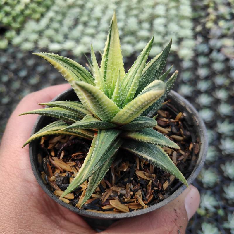 Kaktus Haworthia Attenuata