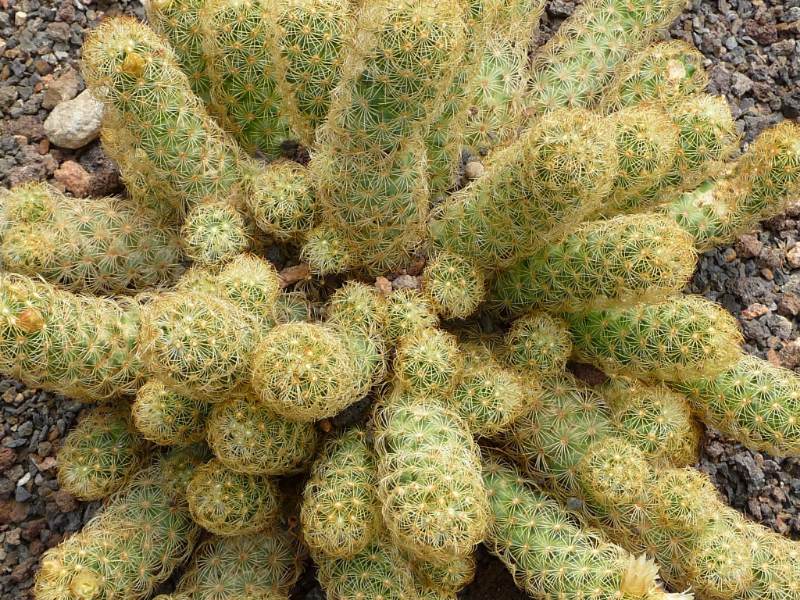 Kaktus Mammillaria Elongata