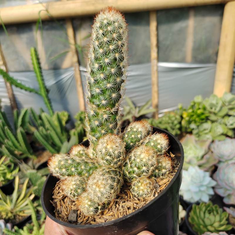 Kaktus Mammillaria Fraileana