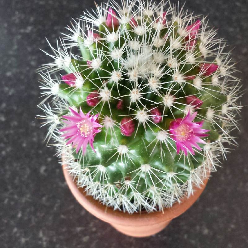 Kaktus Mammillaria Hahniana