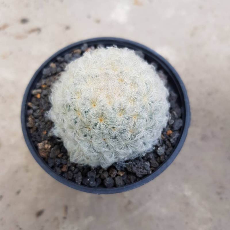 Kaktus Mammillaria Plumosa