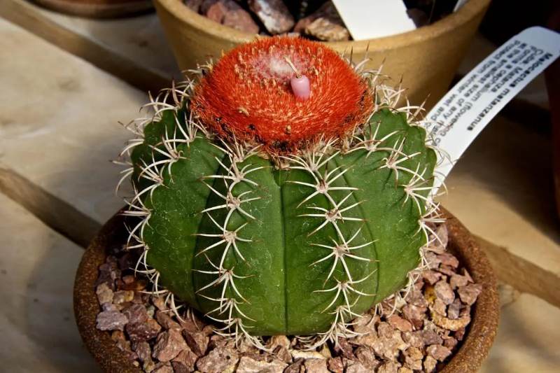 Kaktus Melocactus