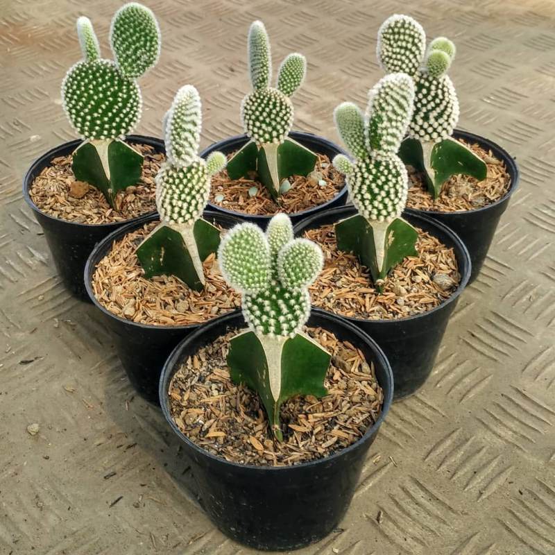Kaktus Opuntia Microdasys