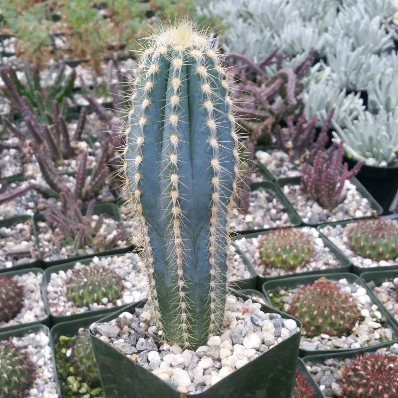 Kaktus Pilosocereus pachycladus