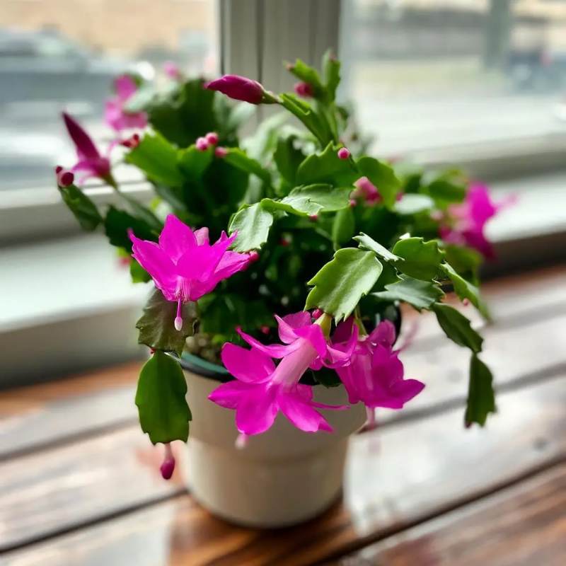 Kaktus Schlumbergera