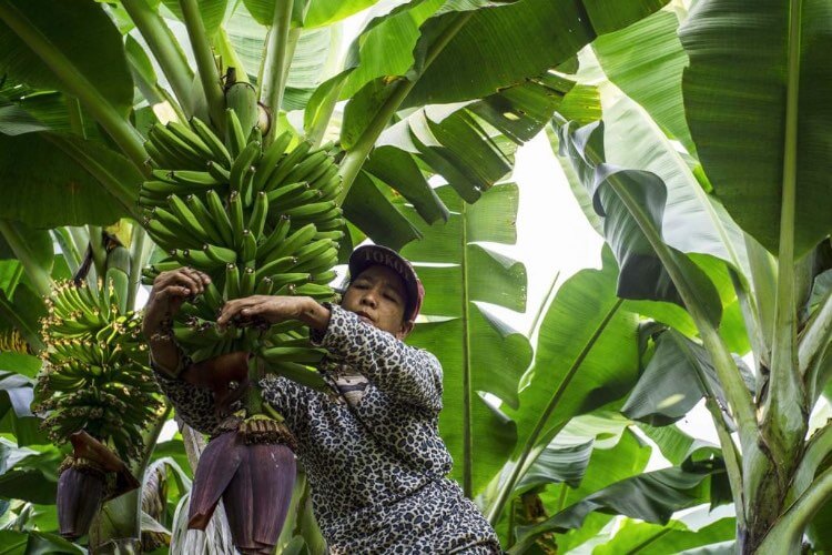 Lakukan Pembersihan Pelepah cara merawat pohon pisang