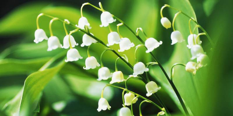 Lily of the Valley