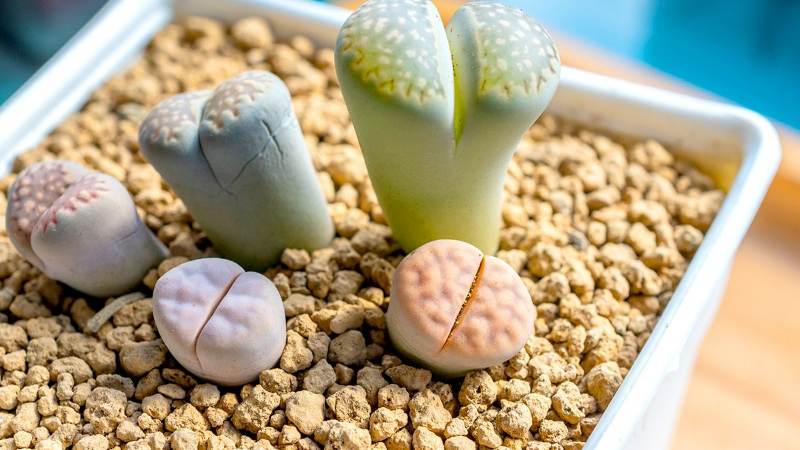 Lithops