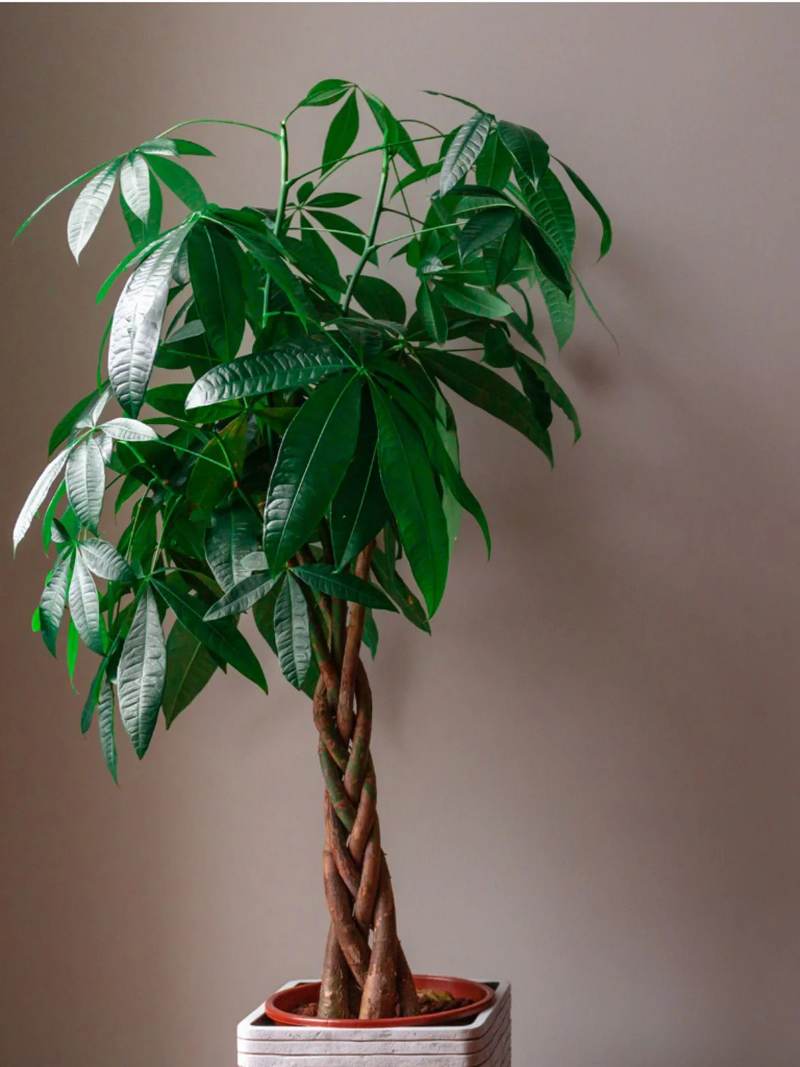 Pachira (Money Plant)