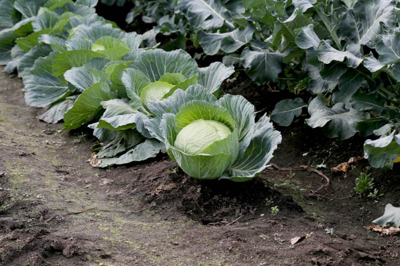 Pemilihan Lahan budidaya kembang kol