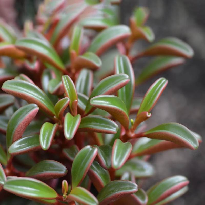 Peperomia Graveolens