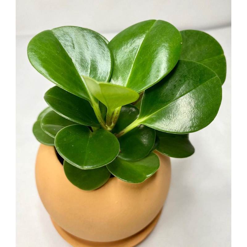 Peperomia Hijau Polos