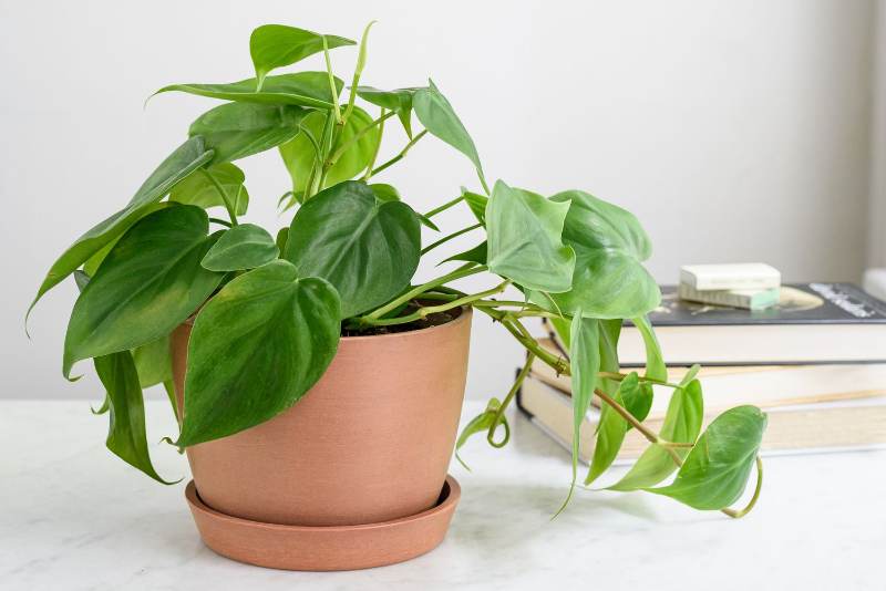 Philodendron