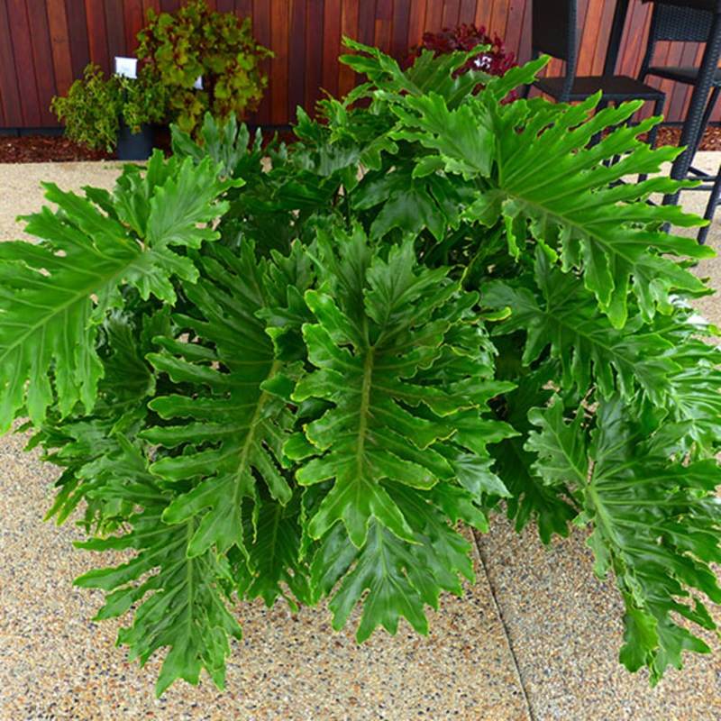 Philodendron Shangri La