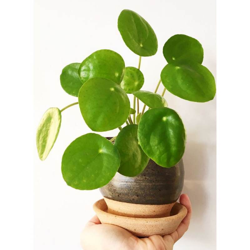 Pilea