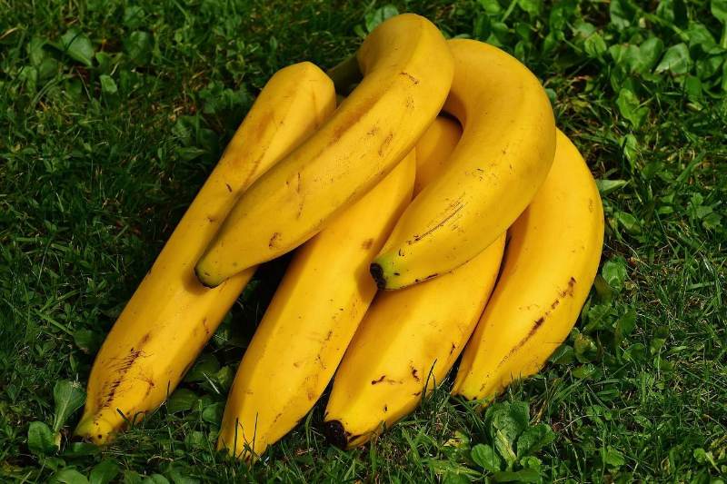 Pisang Nangka