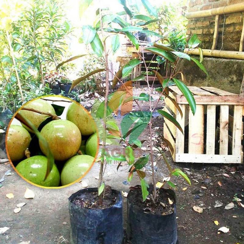 Pohon Buah Genitu