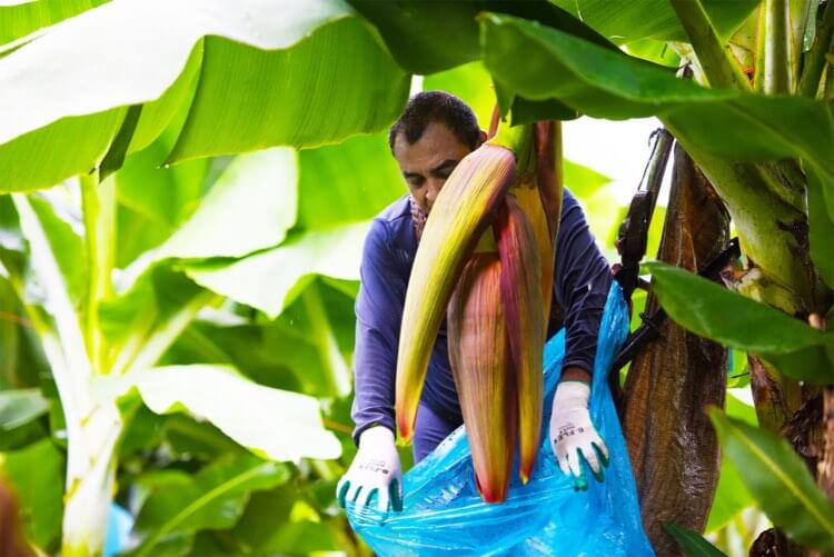 Potong Jantung Pisang