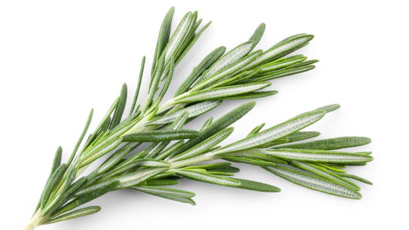 Rosemary