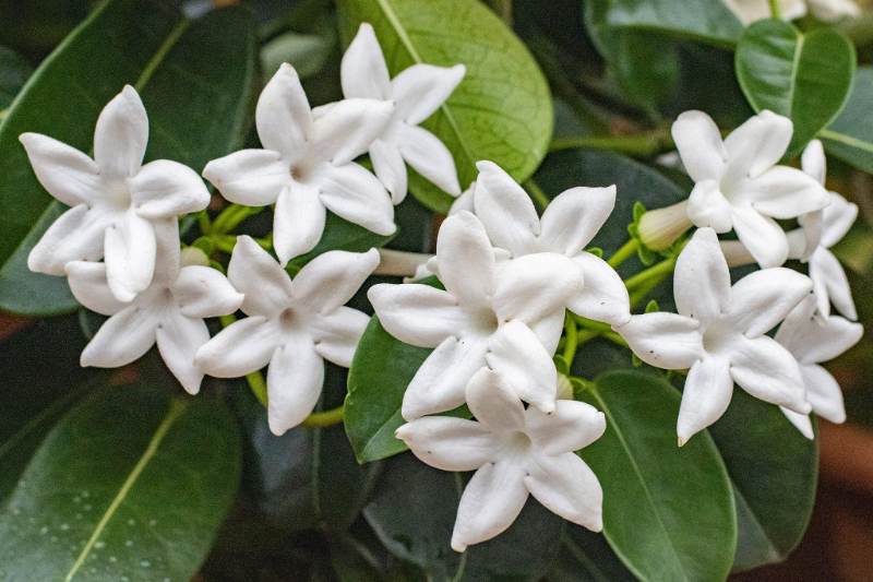 Stephanotis floribunda