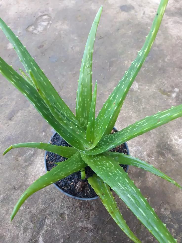 Tanaman Aloe