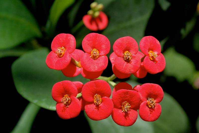Tanaman Bunga Euphorbia