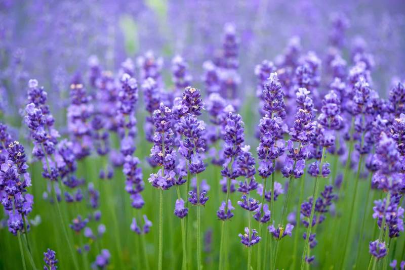 Tanaman Bunga Lavender