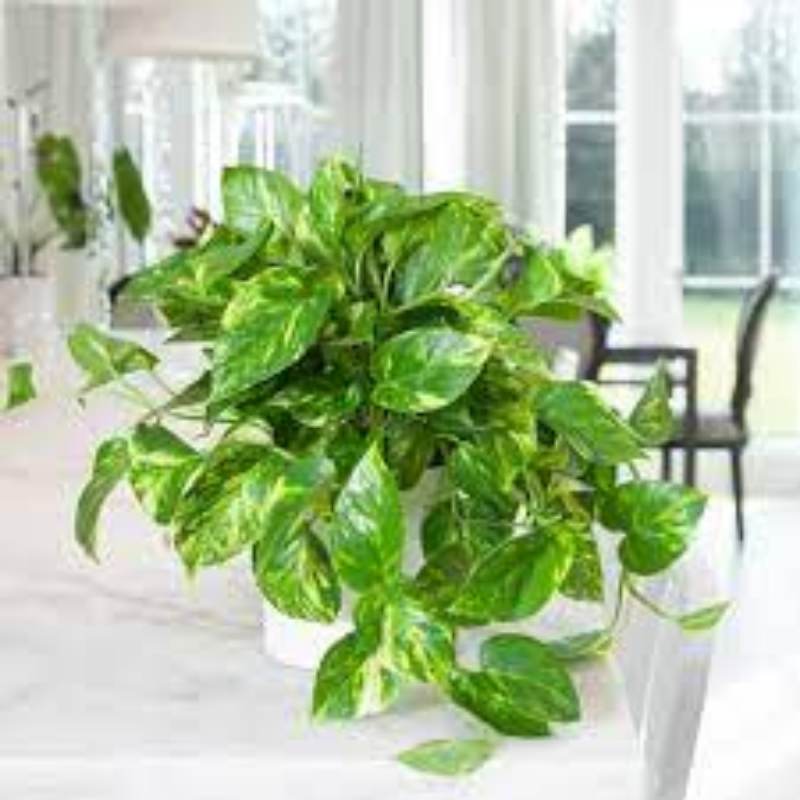 Tanaman Golden pothos