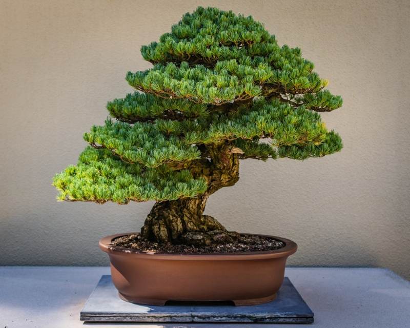 Tanaman Hias Bonsai