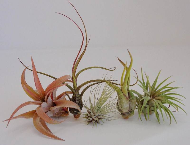 Tillandsia