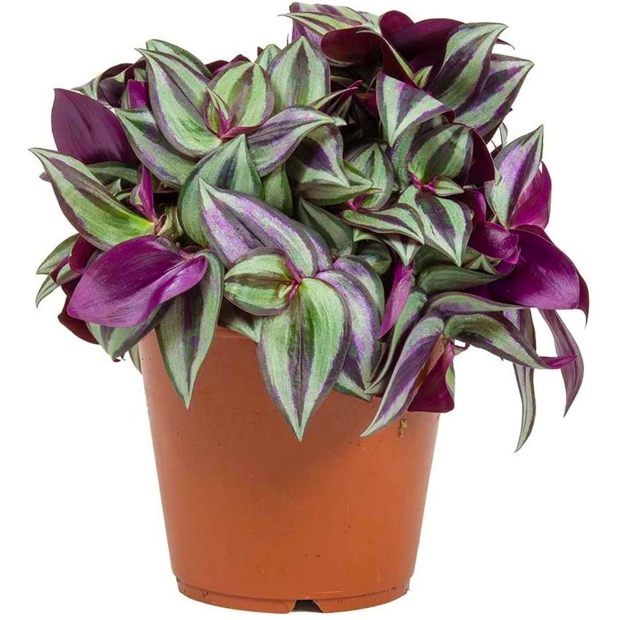 Tradescantia Zebrina