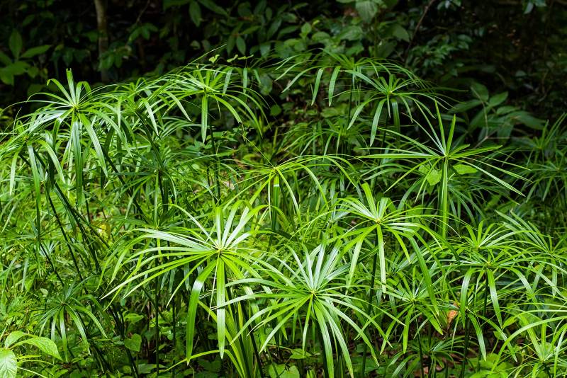 Umbrella Palm