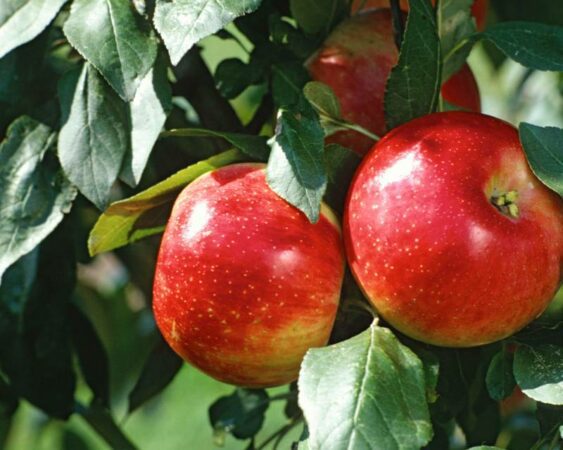 cara menanam apel