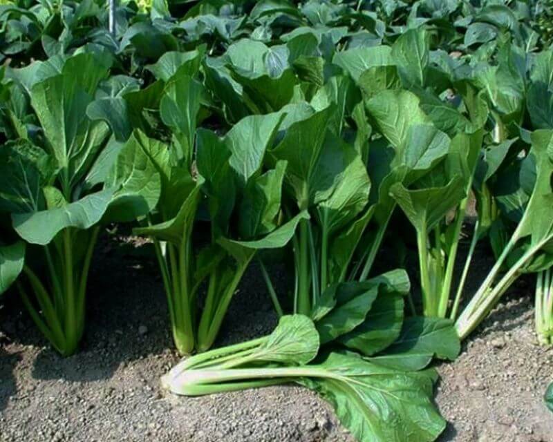 5 Tahapan Cara Menanam Bibit Sawi di Polybag atau Pot