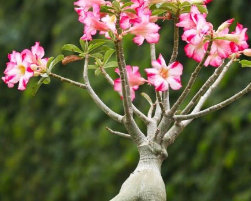 Cara Menanam Bunga Kamboja dengan Stek Batang dan Biji