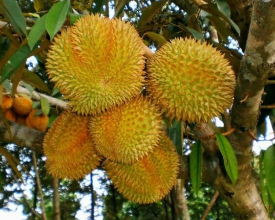 cara menanam durian montong