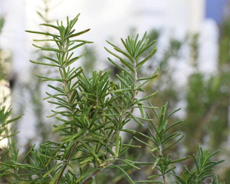 Cara Menanam Rosemary dengan Stek Batang dan Tipsnya