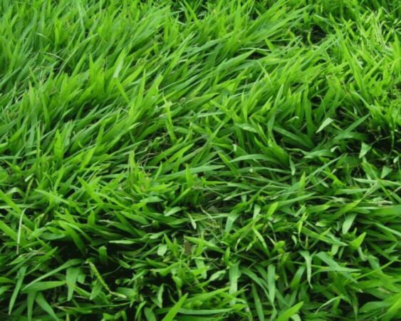 cara menanam rumput jepang