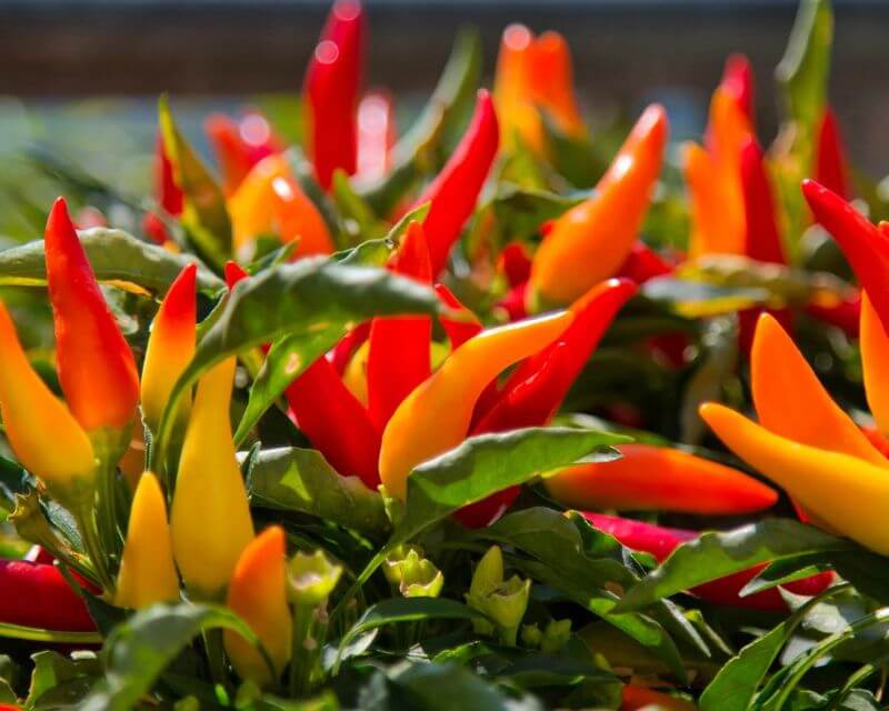 Gambar 2: Jenis Pupuk untuk Tanaman Cabe