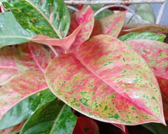 jenis tanaman aglaonema