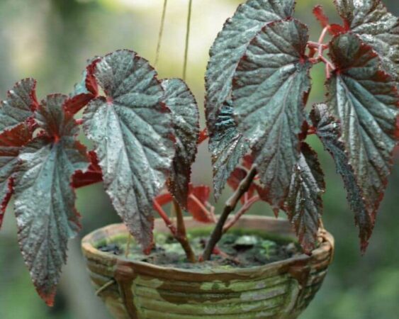 jenis tanaman begonia