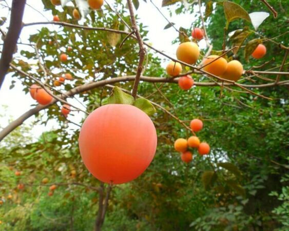 jenis tanaman buah langka