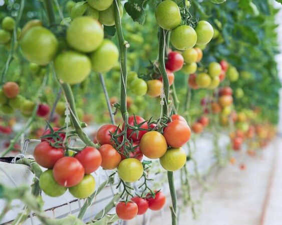 jenis tanaman buah yang cepat berbuah