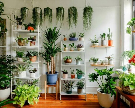 jenis tanaman indoor