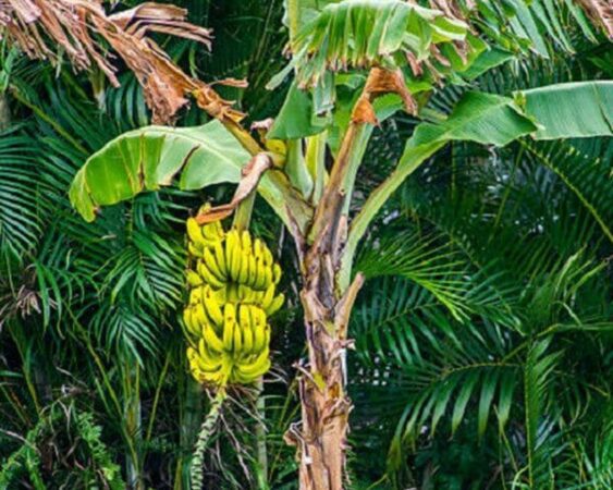 jenis tanaman pisang