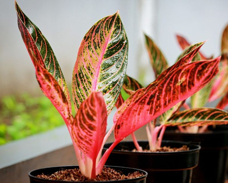 12 Tanaman Hias Daun Mini dan Besar, Mudah Dirawat!