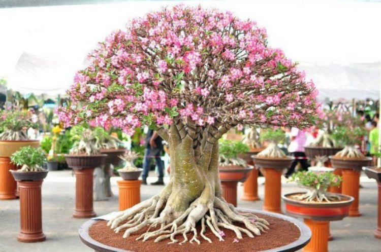 Cara Menanam Bunga Adenium